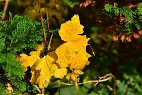 Yellow green autumn sunny leaves