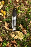 closeup photo of Feather on dry leaves autumn nature