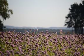 bees on a purple meadow