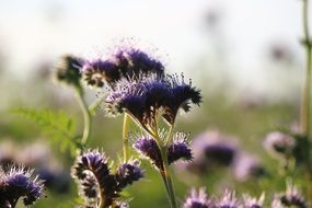 phacelia bees blossom