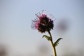 purple phacelia on the meadow