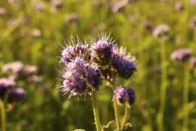 flowering phacelia in the meadow
