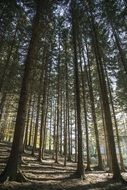 tall pine trees in a forest