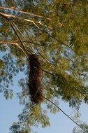 big bird's nest on a branch