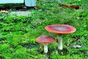 two fly agaric mushrooms on green moss