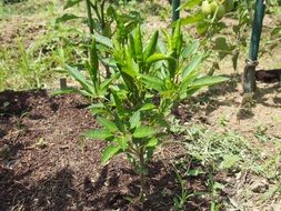 cayenne pepper in the garden