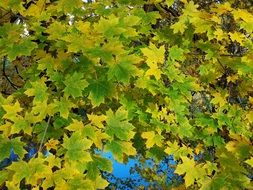 yellow-green leaves in the autumn forest, poland