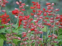 closeup photof of red flowers guaratingueta