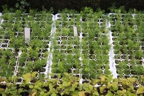 green young seedlings in trays