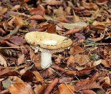 mushroom beige agaric