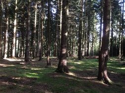 spruce forest flooded with light