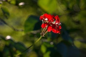 bright red geranium flower