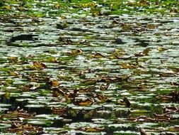 lily green pads