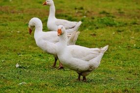 three white cute geese