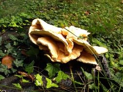 fungi on stump in wild