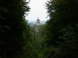 view of the tower through the green forest