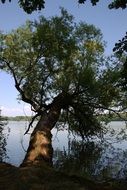 lonely tree by the lake