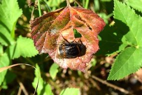 bumblebee on red leaf