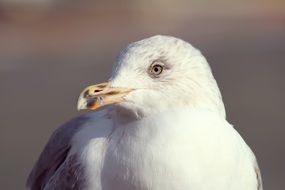 portrait of a white seagull