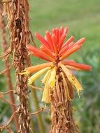 kniphofia red hot flower