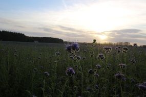 landscape of autumnal flower field