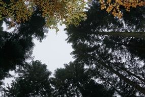 late autumn forest colors