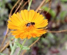 insect on yellow bright flower