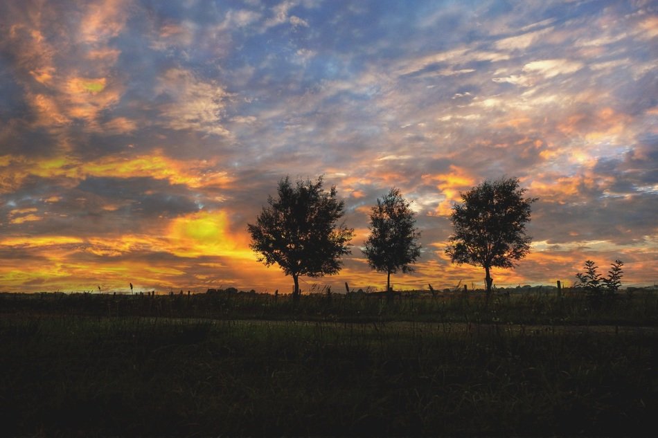 trio trees sunrise