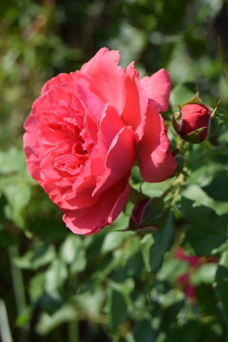 cute rose in the summer garden
