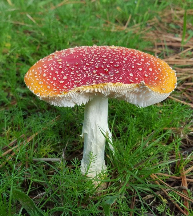 damaged amanita muscaria
