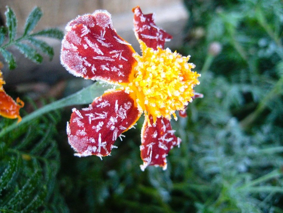 Side view of the colorful flower in the frost