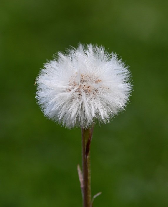 dandelion on the blurred background
