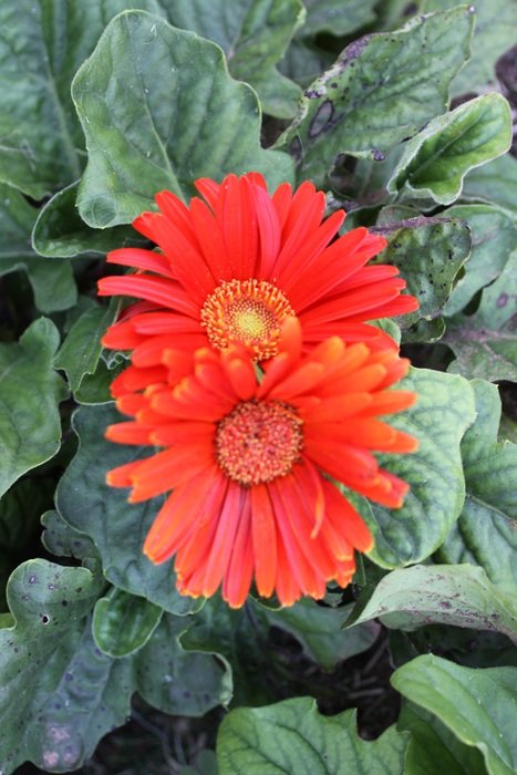 two coral gerberas