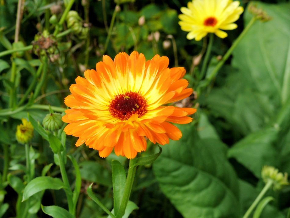 calendula plant flower orange
