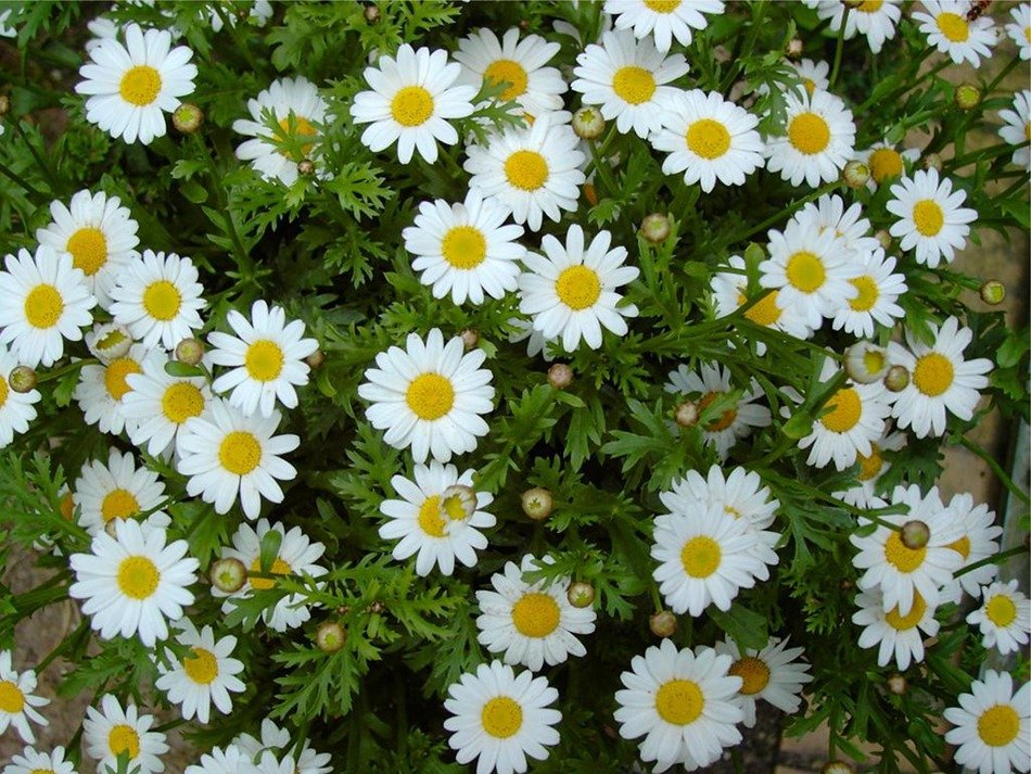 delightful beauty daisies