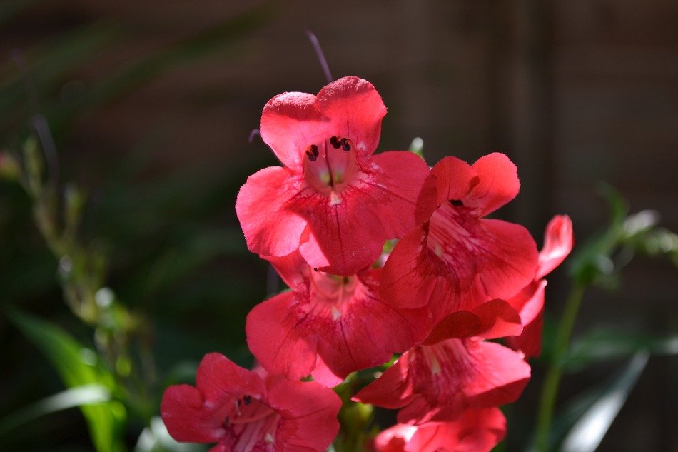 red penstemon