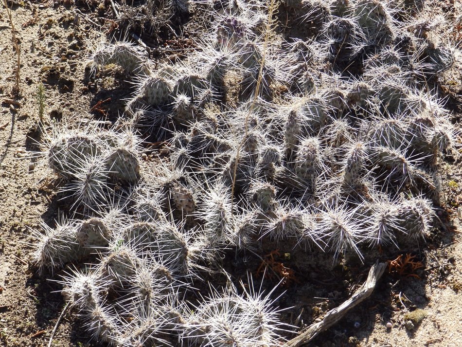 prickly cacti in a botanical garden