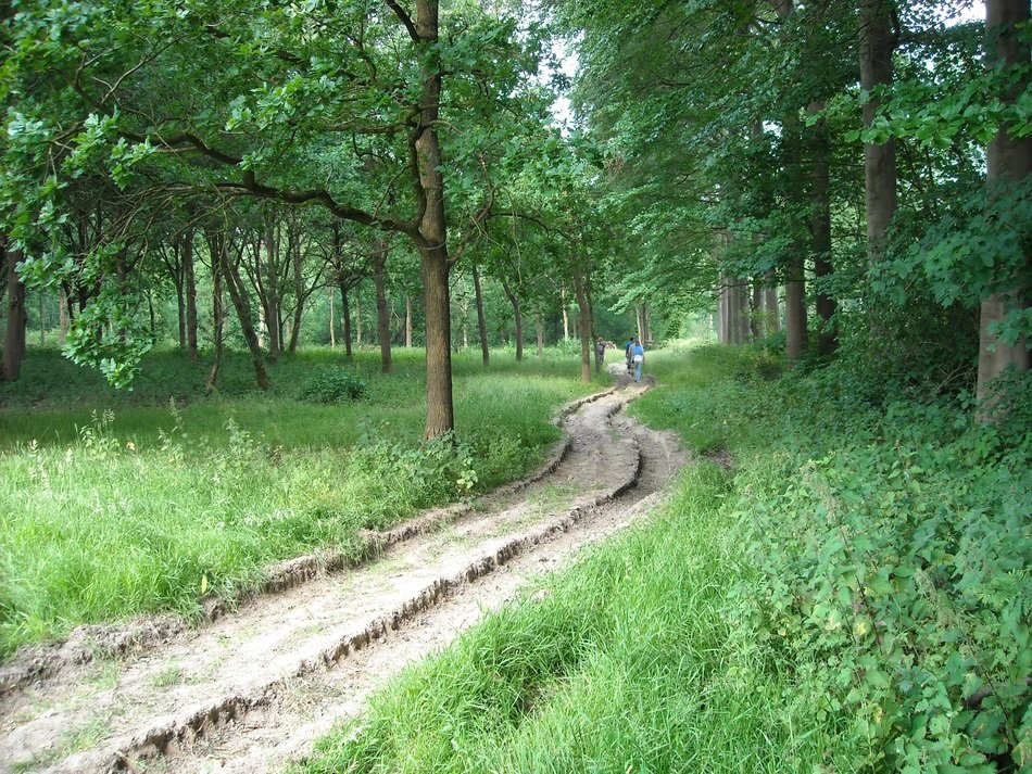 Green forest park