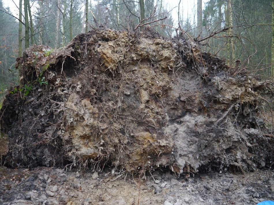 the root of the tree is turned out of the ground