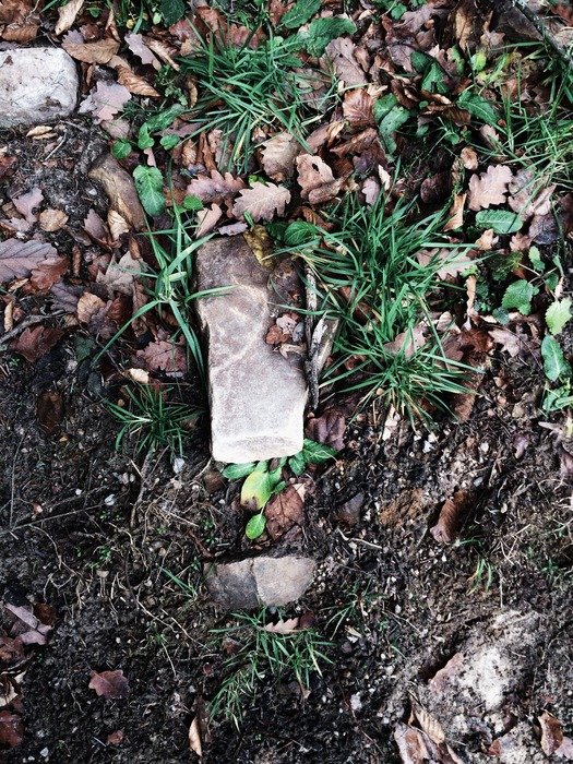 forest floor in the garden