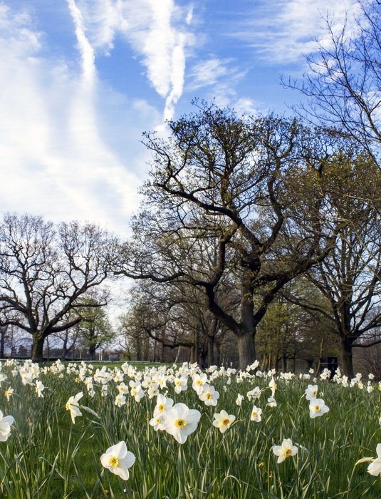 Spring White Narcissuses