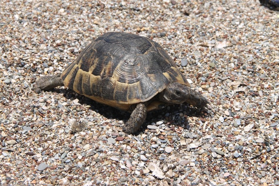 Turtle on a rocks