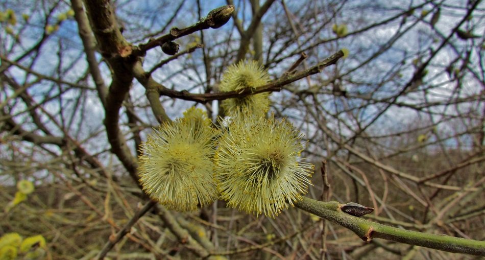 Barka in spring