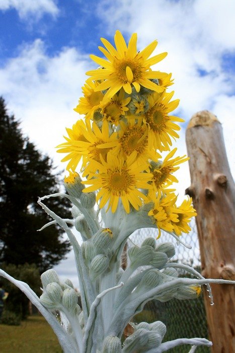 extraordinary beautiful sunflower