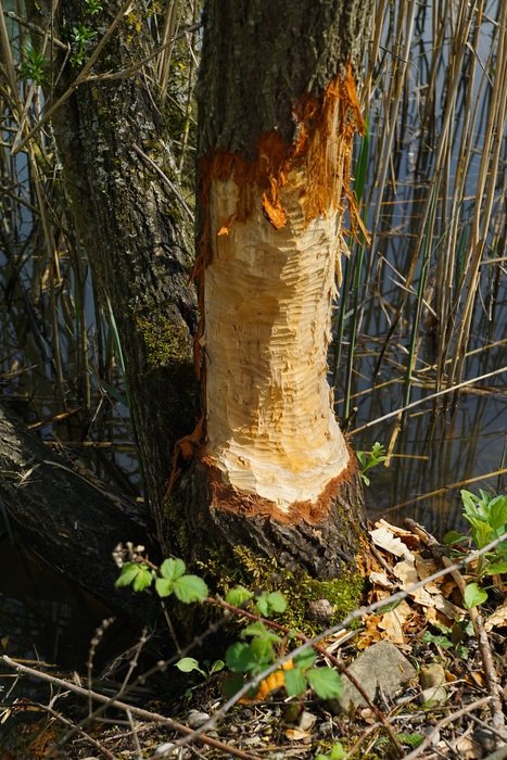 nature tree without bark nagspuren