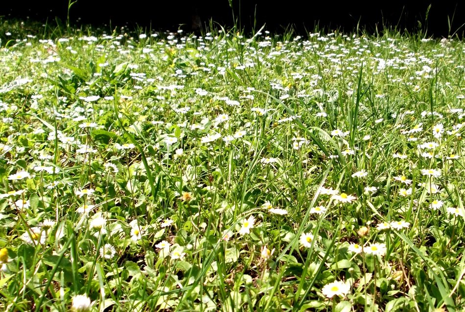 chamomile field in summer in Prato