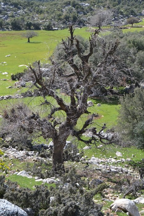 beabutiful tree in the national park