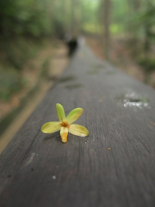 amazing spain flower