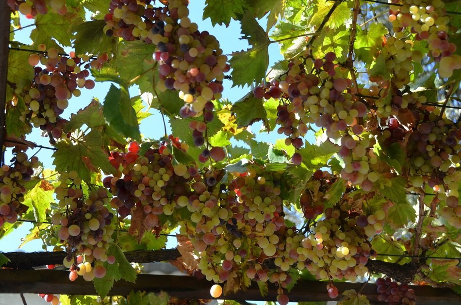 grapes on branches sunny scenery