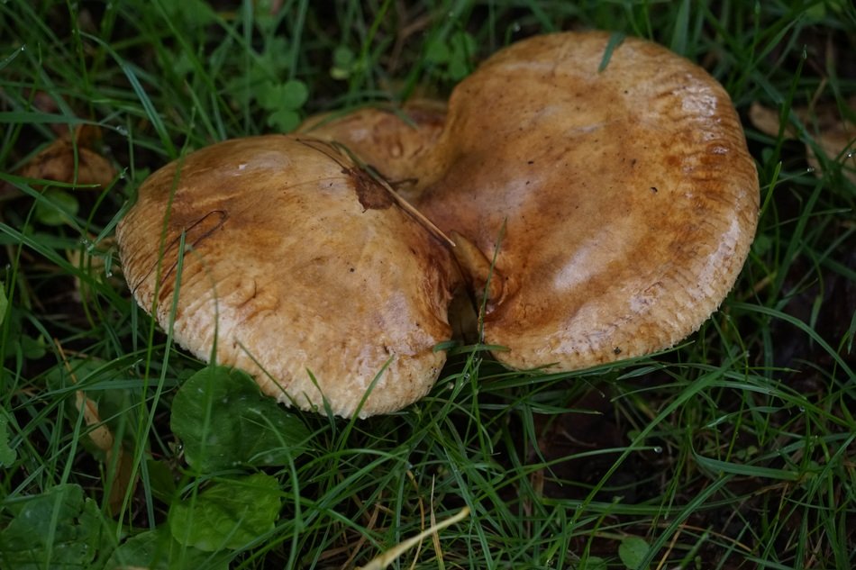 mushroom on green meadow